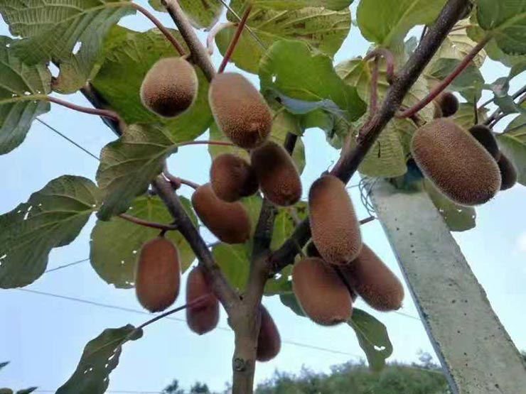 JDB电子·(中国区)试玩平台-JDB电子游戏官网