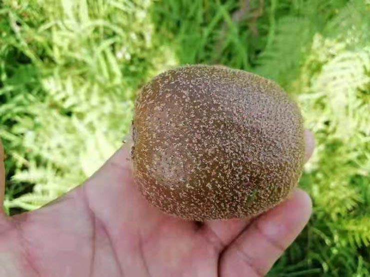 JDB电子·(中国区)试玩平台-JDB电子游戏官网